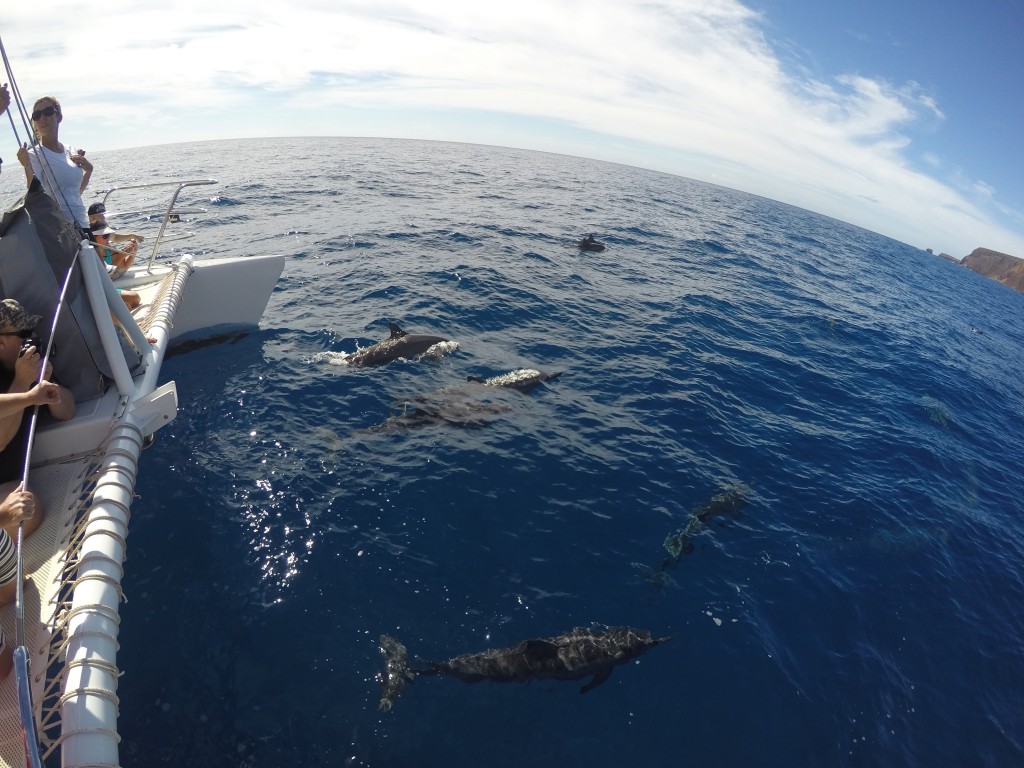 spinner dolphins on sail maui 