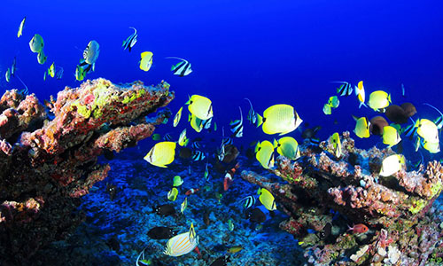 coral-gardens-maui-snorkeling-tour