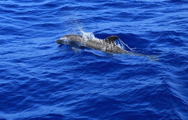molokini-snorkeling-spinner-nose-dolphin-maui