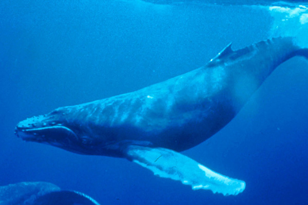 humpback_whale_underwater_shot640