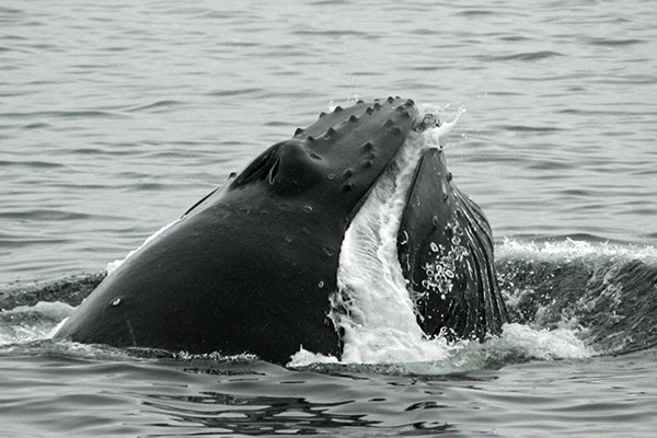 humpback gray whale