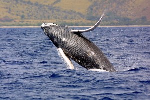 humpback_whale_noaa