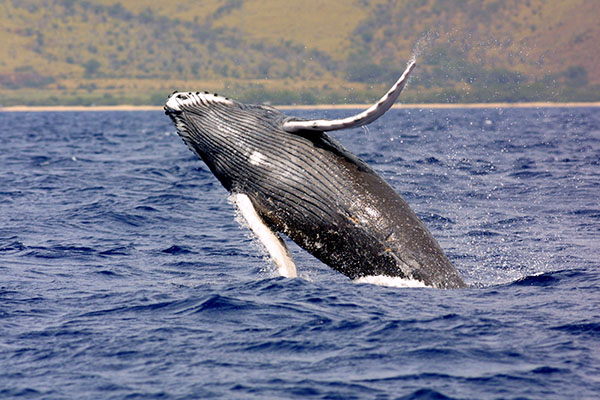 gray humpback whale Maui