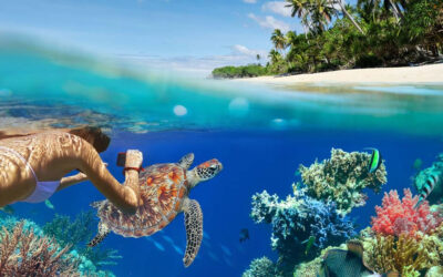The Magic of Hawaiian Sea Turtles