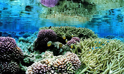 Coral_gardens_underwater_landcape_scenic