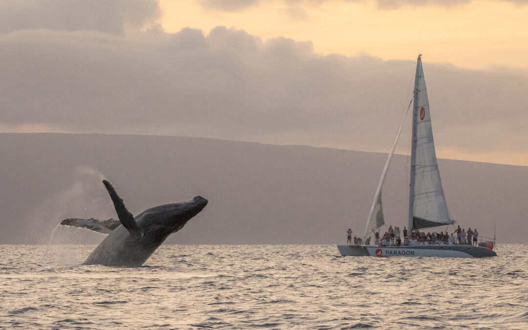 Best Maui Whale Watching Tours