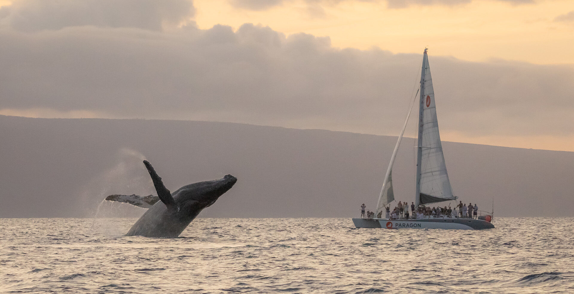 Humpack whale season on Maui