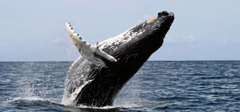 Banner-humpback