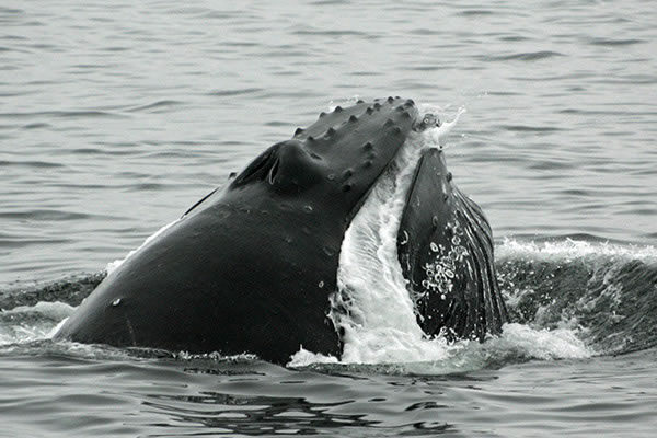 Humpback_whale_640_PS9