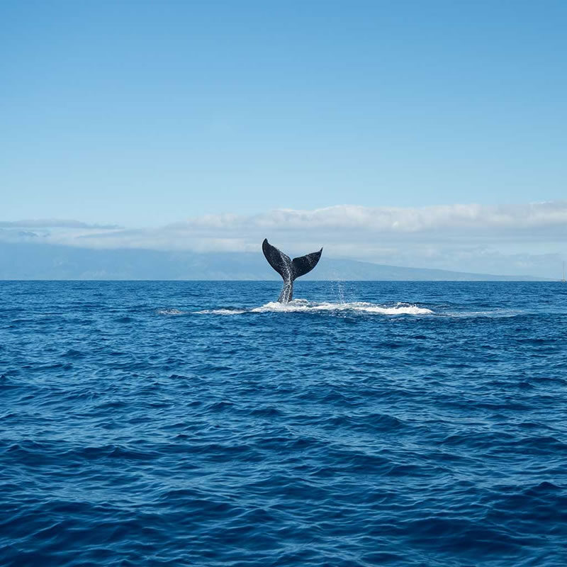 whale-watching-maui