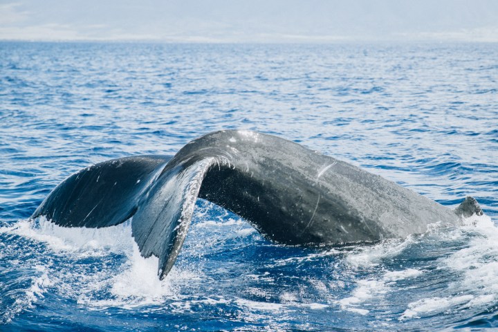 a whale jumping out of the water