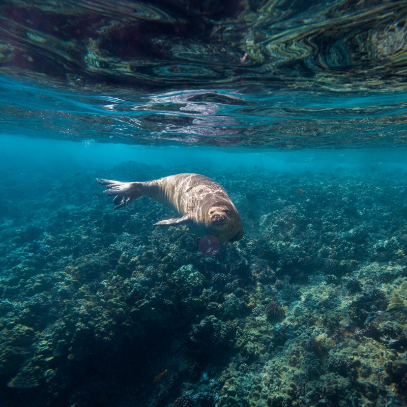 Dugong swimming underwater over a coral reef with clear blue water.