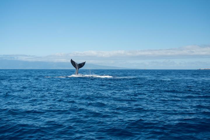 a bird flying over a body of water