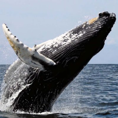 a whale jumping out of the water