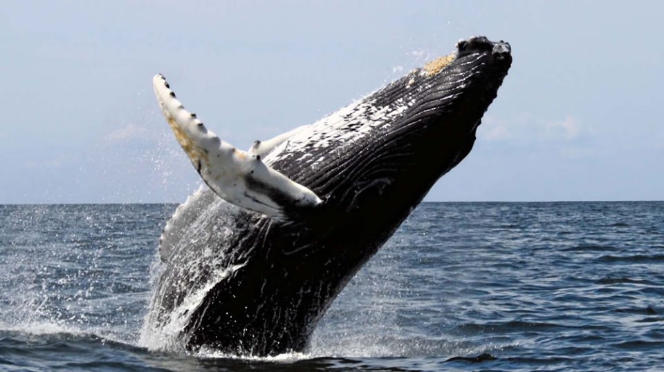 a whale jumping out of the water