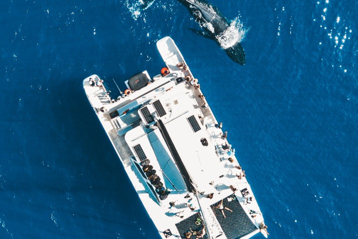 Aerial view of a catamaran with people watching a whale in blue ocean water.