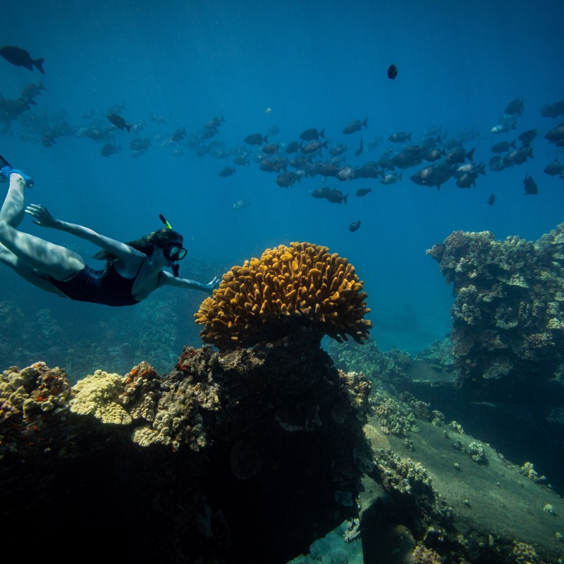 Snorkeler swimming near colorful coral with fish in the background underwater.