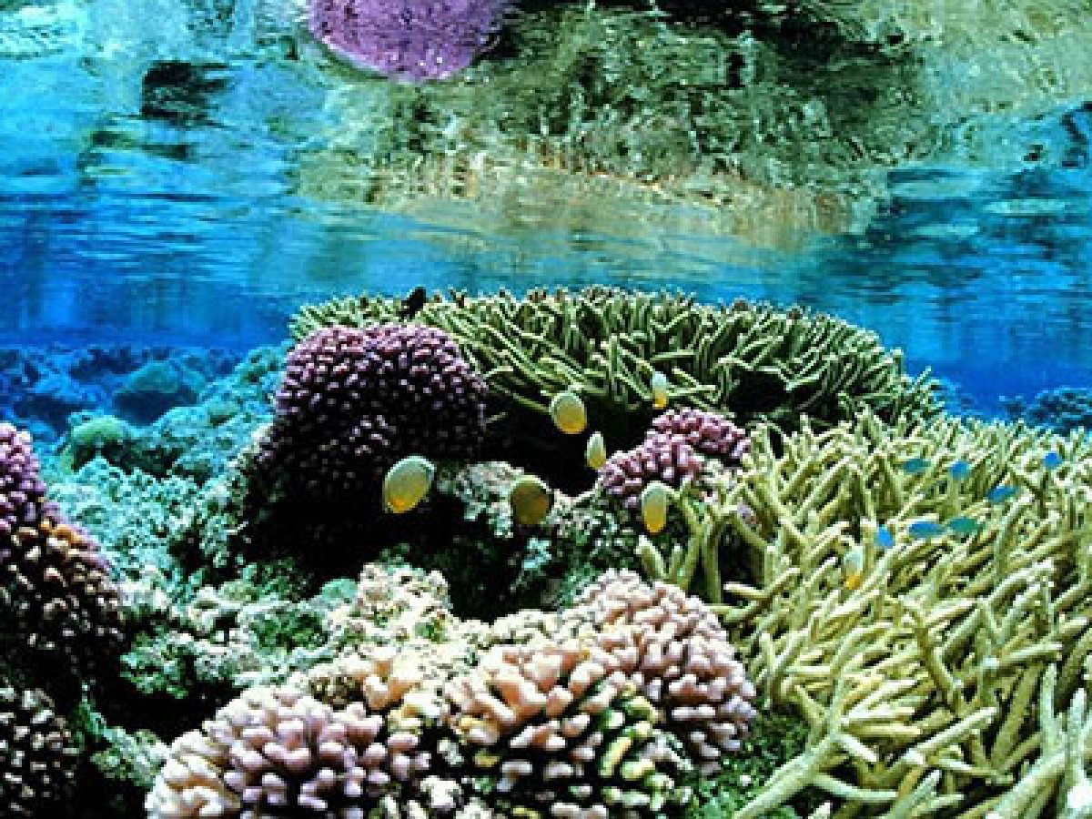 a coral in the water