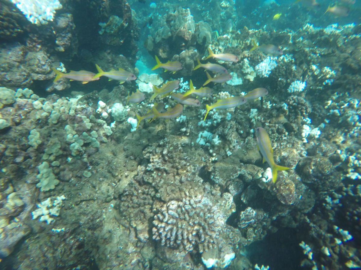 underwater view of a large rock