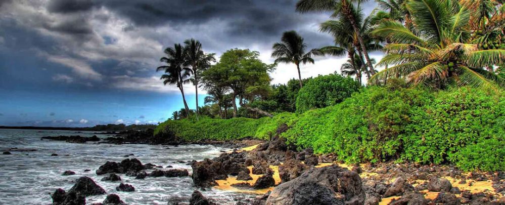 a group of palm trees next to a body of water