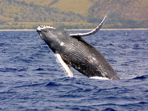 a whale jumping out of a body of water