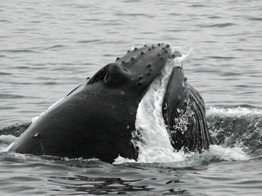 a whale jumping out of the water