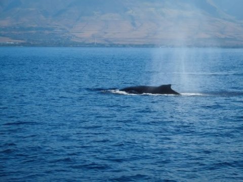 a whale in a large body of water