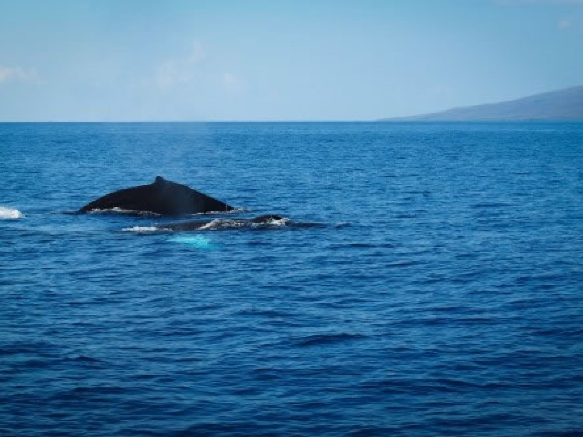 a whale swimming in a body of water