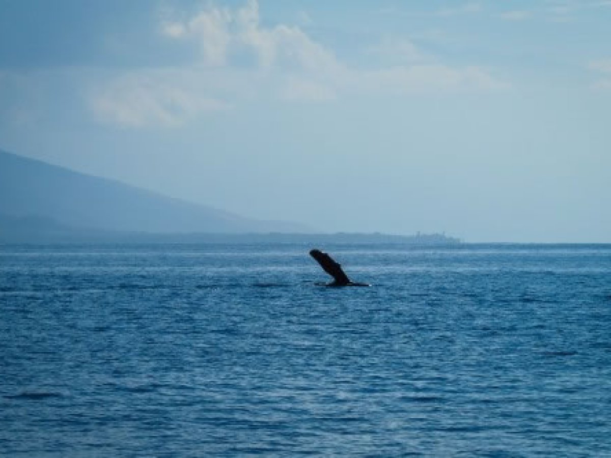 a large body of water