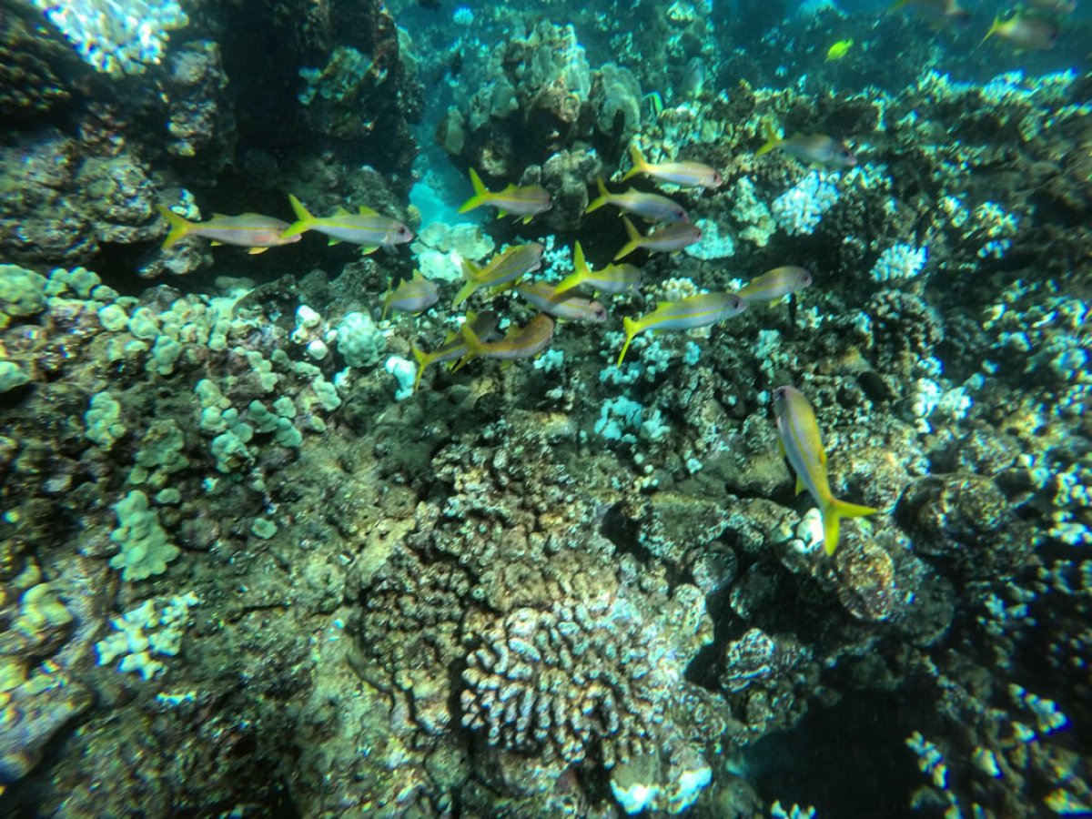 underwater view of a coral