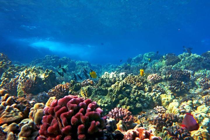 underwater view of a coral