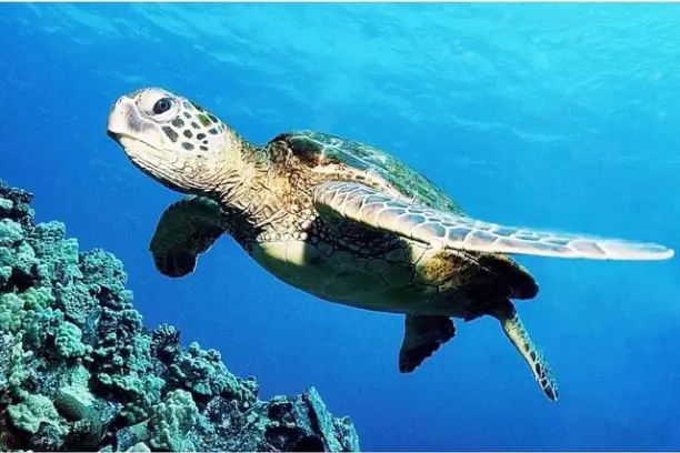 a turtle swimming under water