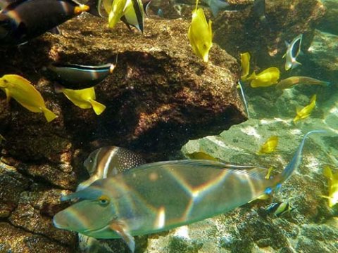a bird swimming in water