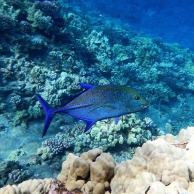 a fish swimming under water