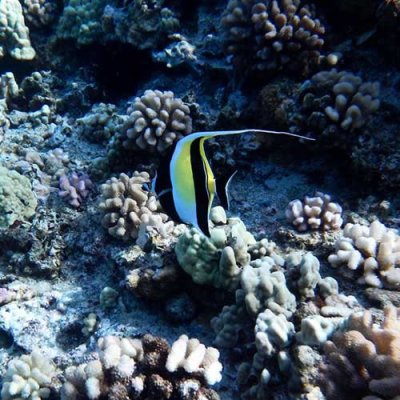 a close up of a rock