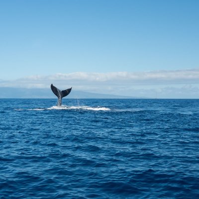 a bird flying over a body of water