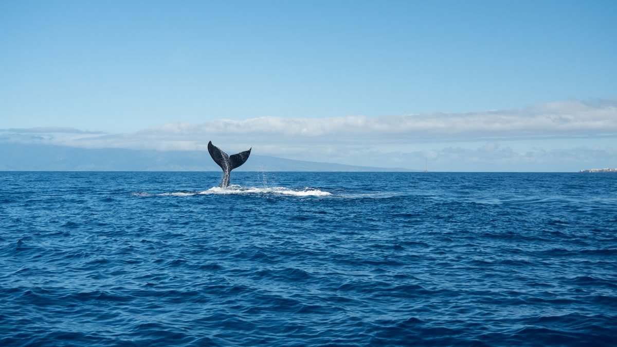 a bird flying over a body of water