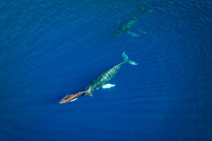 Two whales swimming in clear blue ocean water.