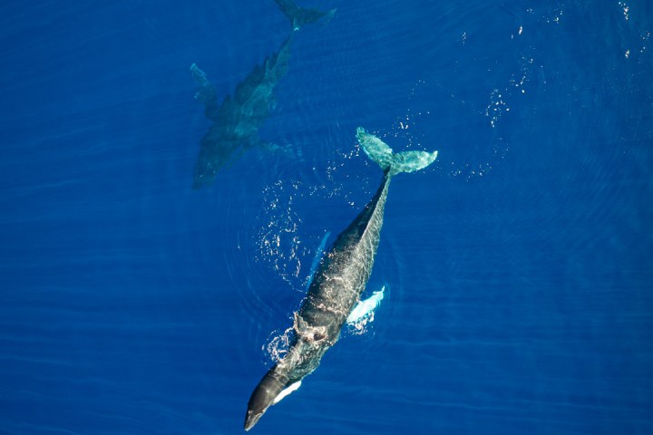 Two dolphins swimming underwater in clear blue ocean.