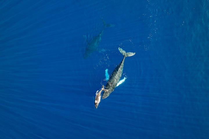 Aerial view of a whale swimming with a calf in deep blue ocean waters.