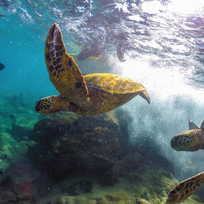 a turtle swimming under water