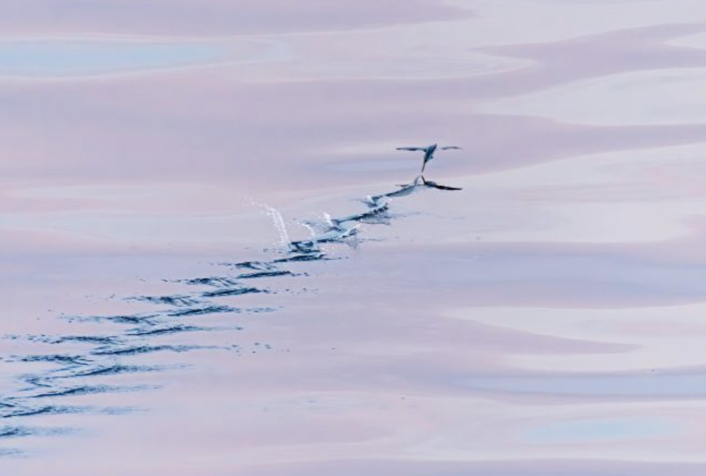 a flock of seagulls flying in the sky