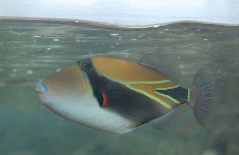 a fish swimming under water