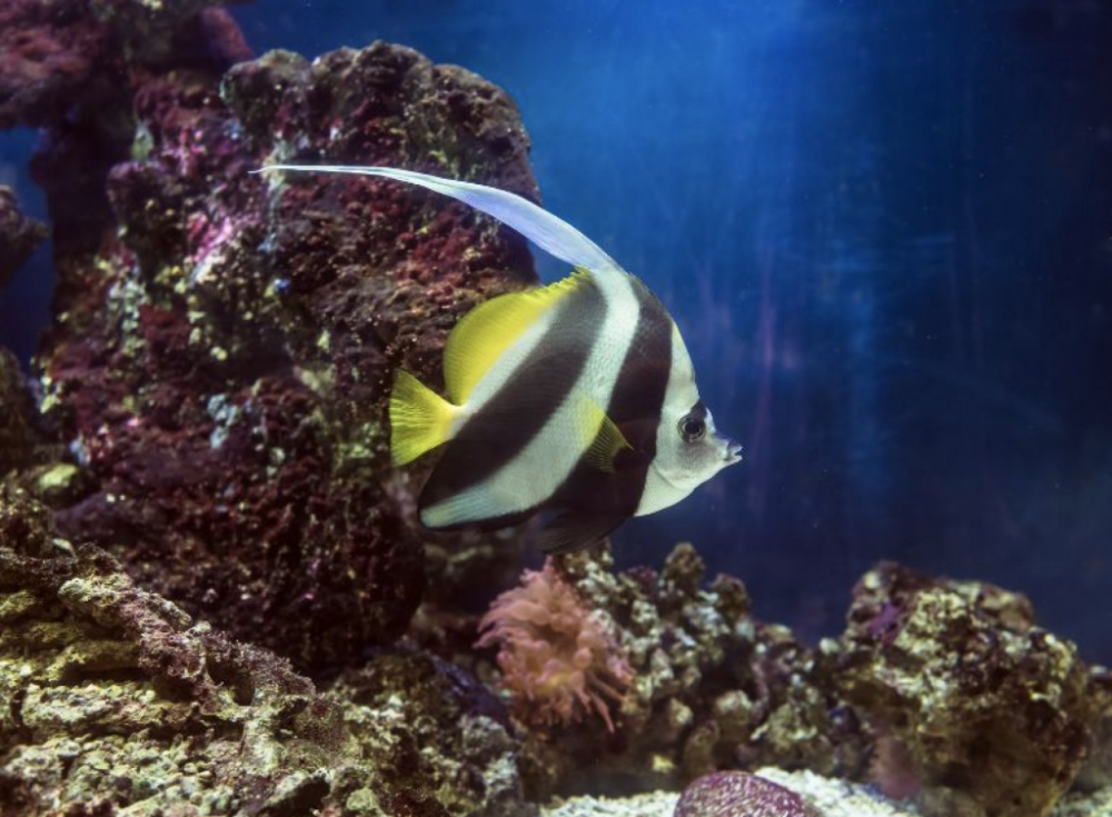 a fish swimming under water