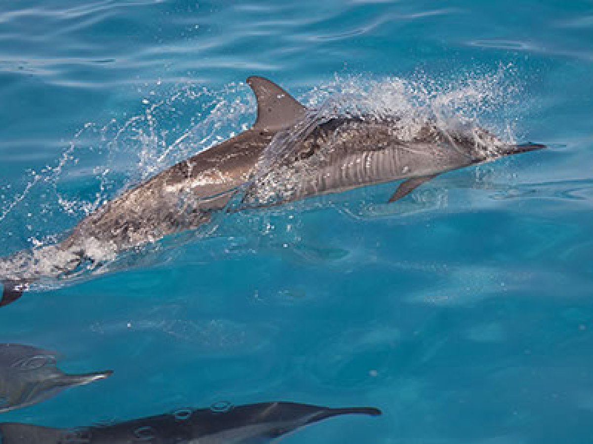 a dolphin swimming in a body of water