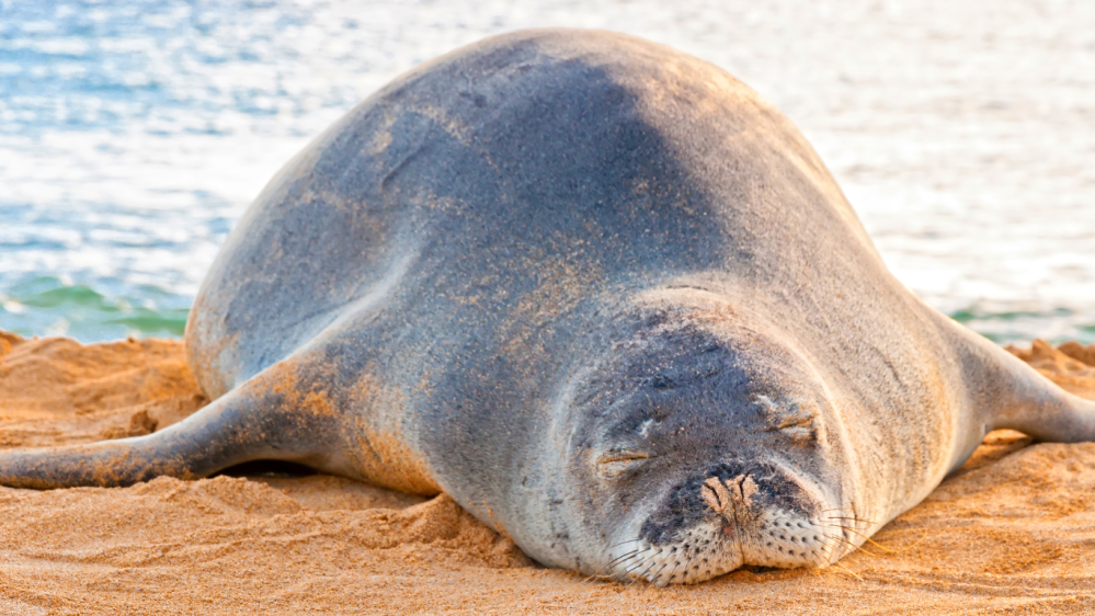 a close up of a seal lying in the sand