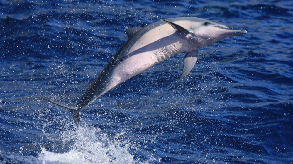 a bird flying over a body of water