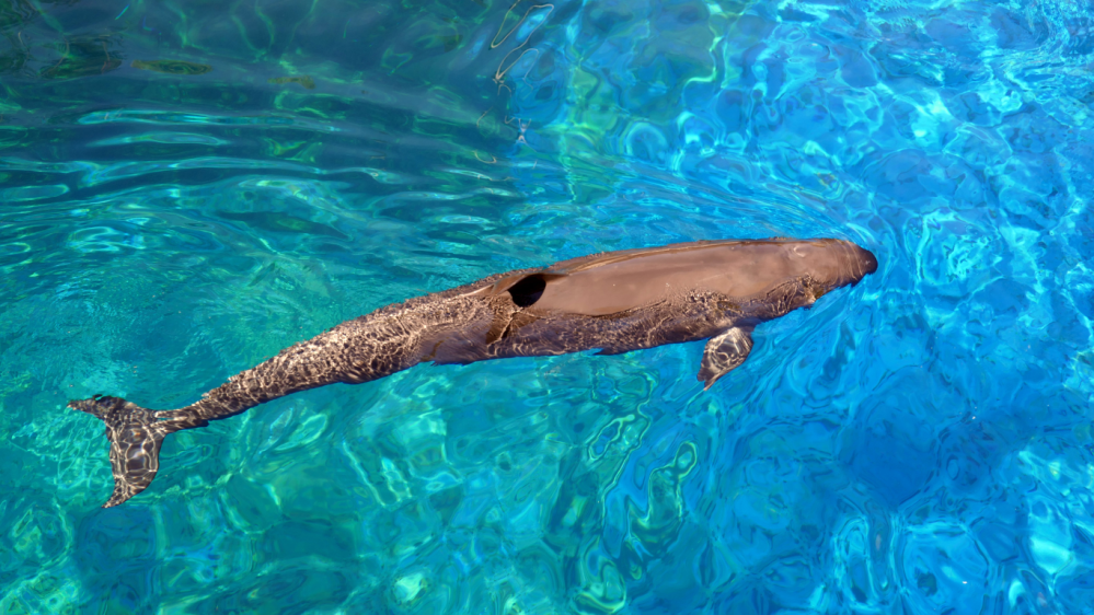 a bear swimming in a pool of water