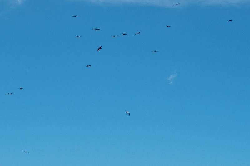 a group of people flying kites in the sky