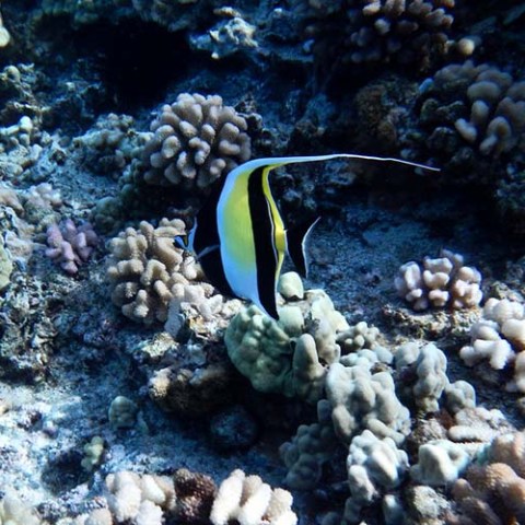 a close up of a rock